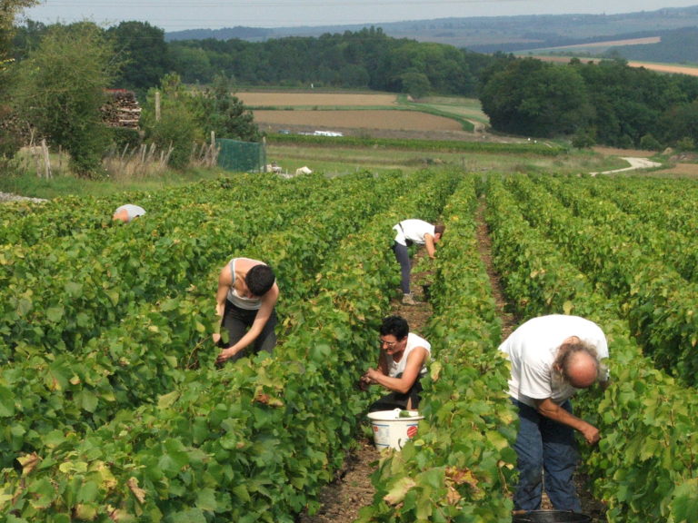 vendanges 2005 179